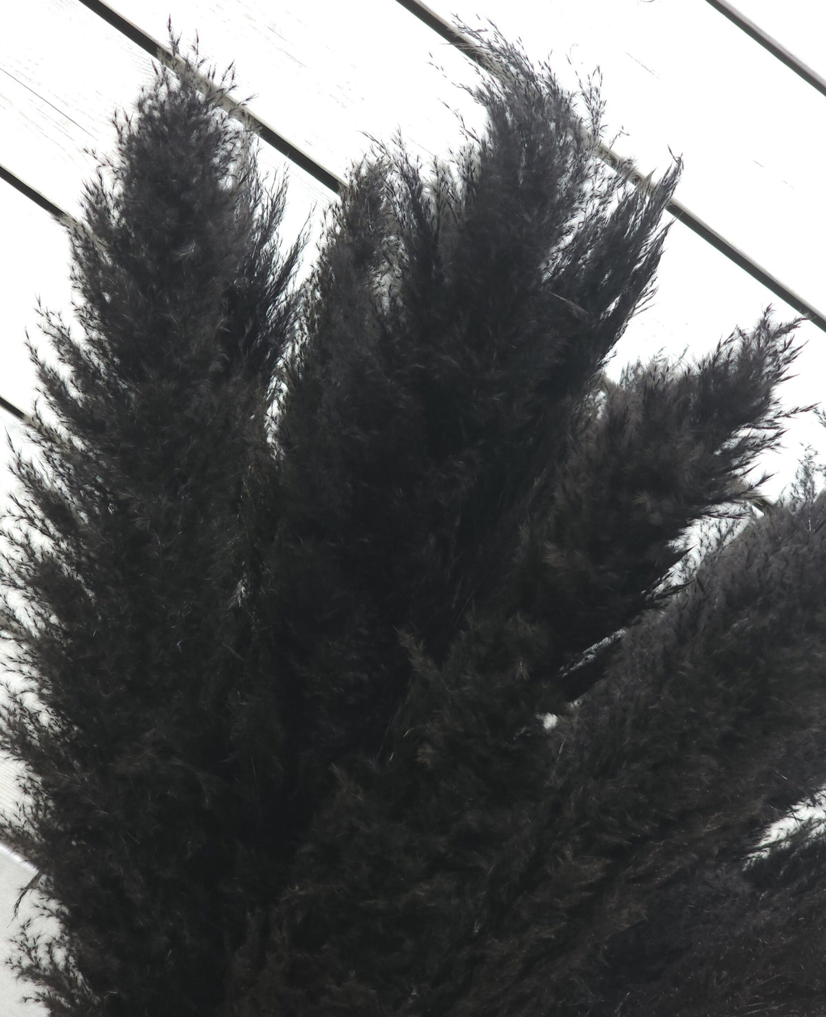 Pampas Strá - Svört Stór