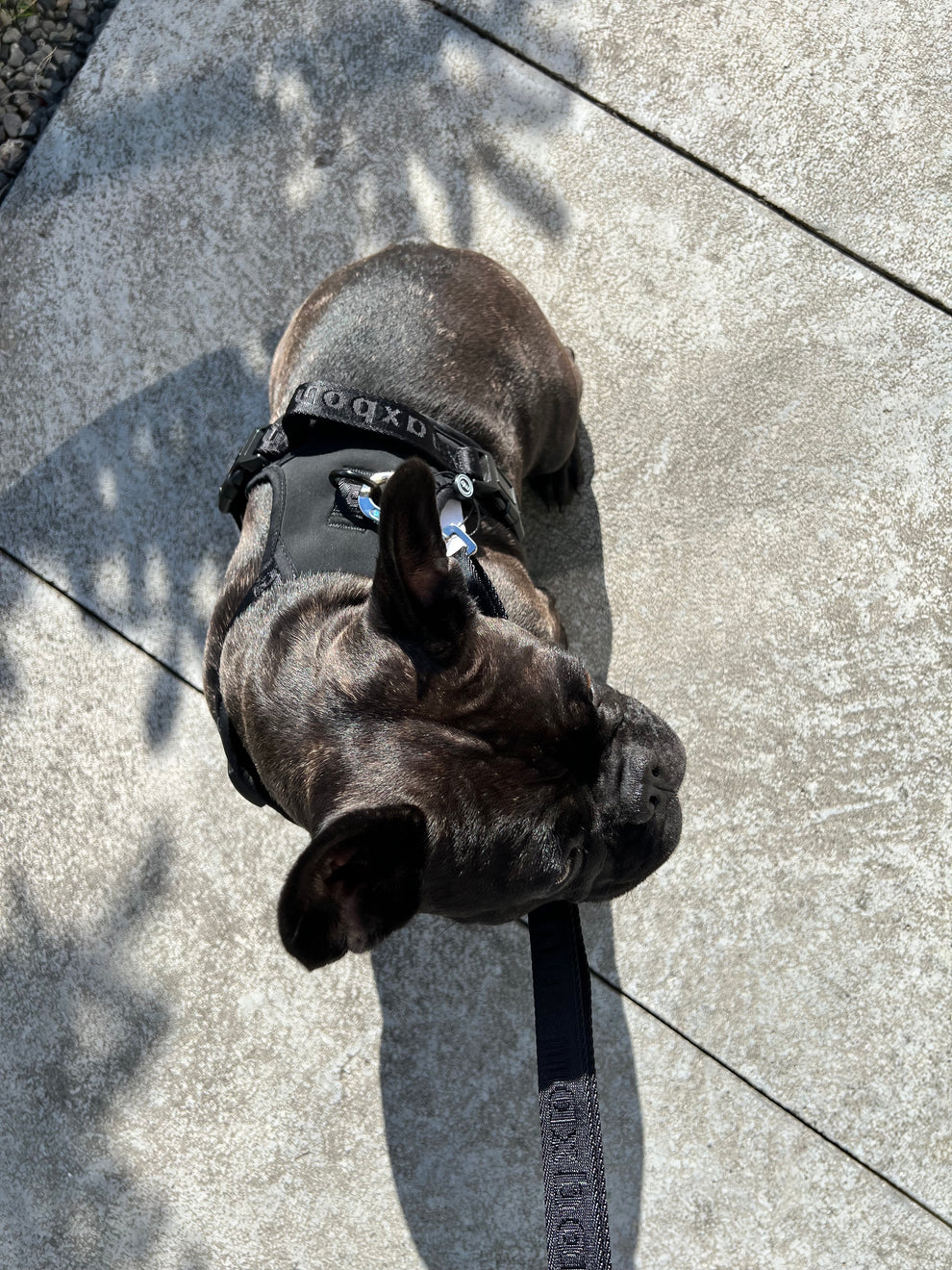 Easy Fit Harness beisli- Svart