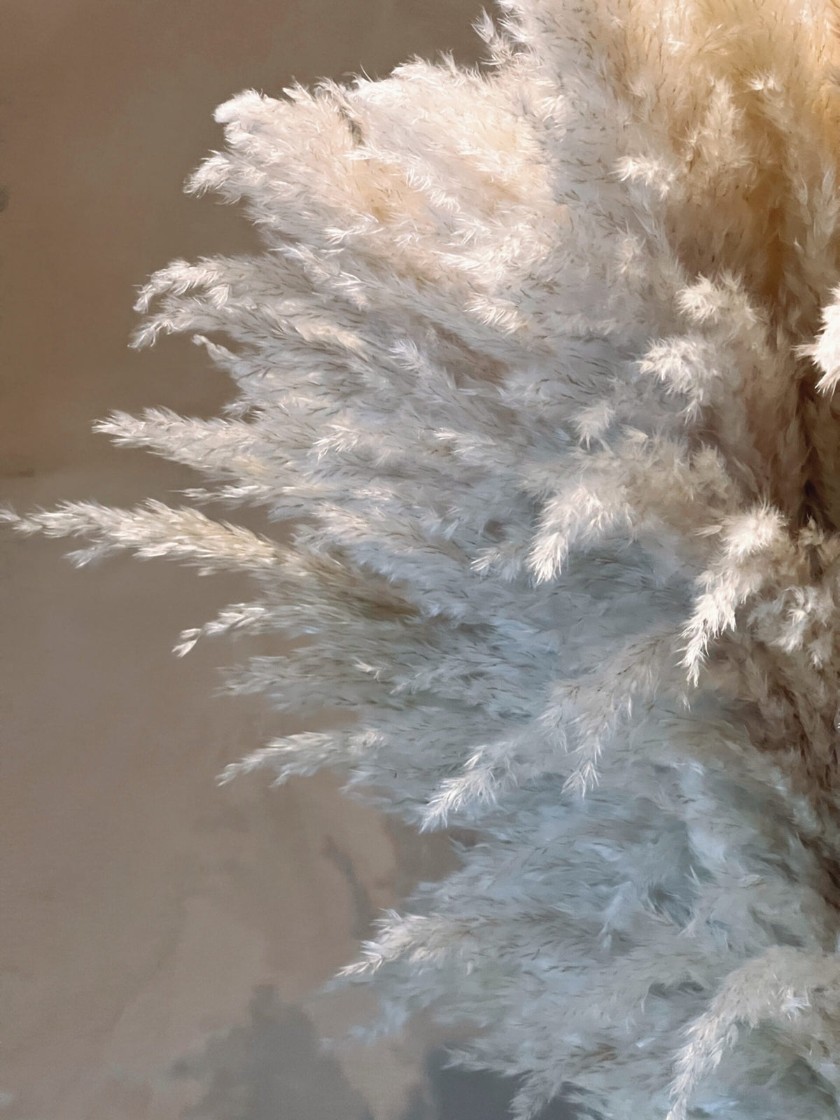 Pampas Strá - Náttúruleg Stór (10 stk)