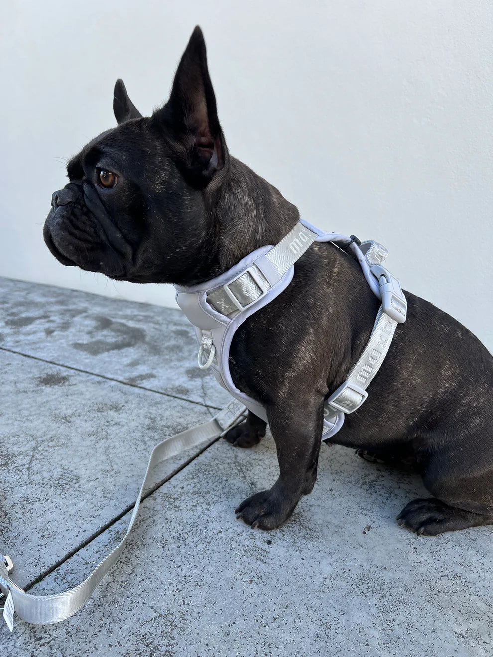 Easy Fit Harness beisli- Camel