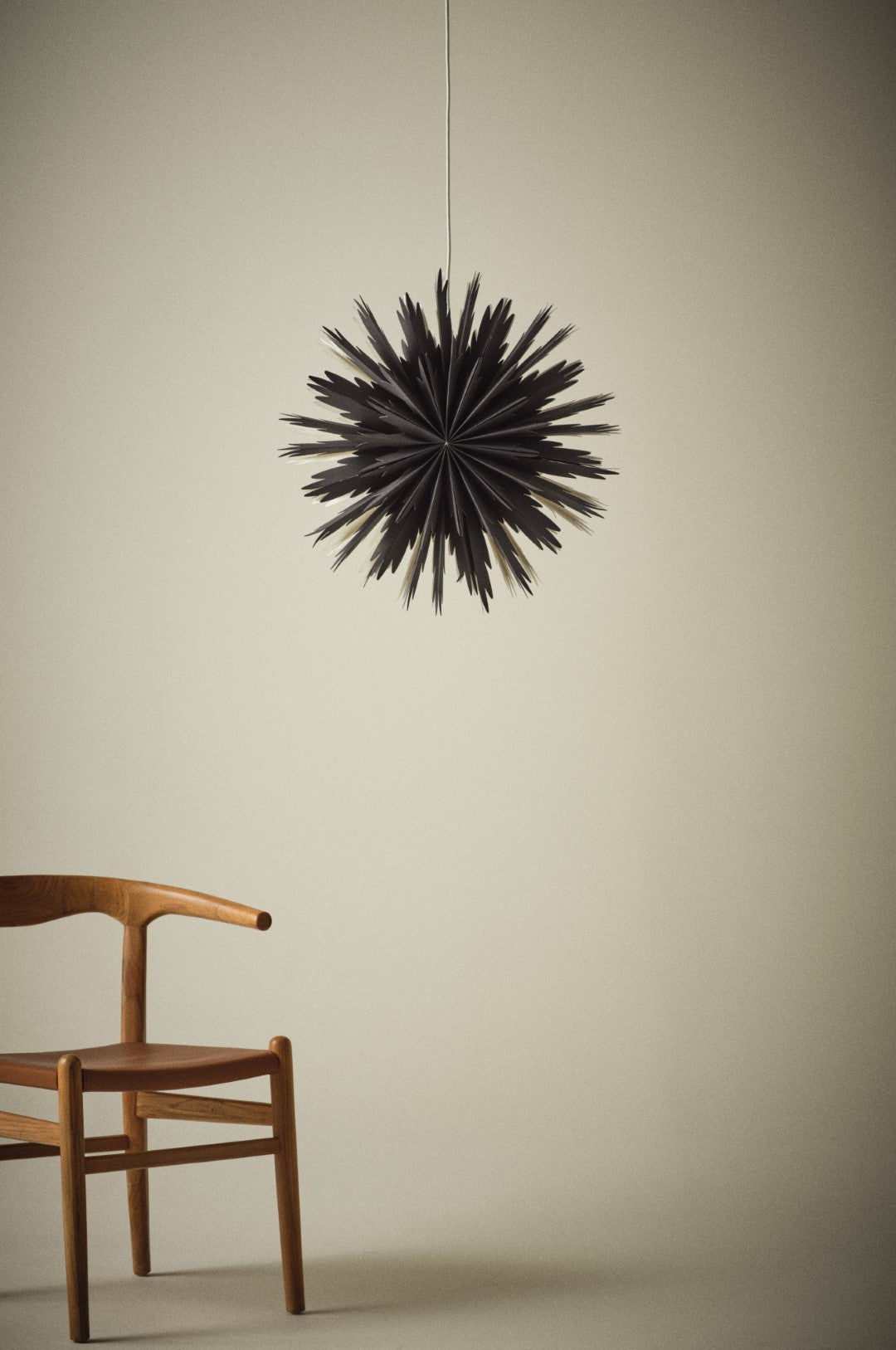 2f1- Bellatrix Jólastjarna - Svört 51 cm