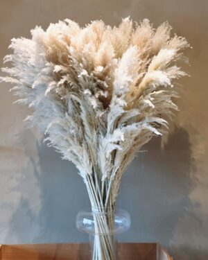 Pampas Strá - Náttúruleg Stór (6 stk)