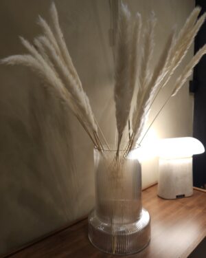 Pampas strá minni vöndur - Hvítur