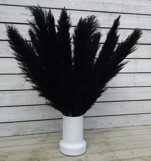 Pampas Strá - Svört Stór (6 stk) - Image 2