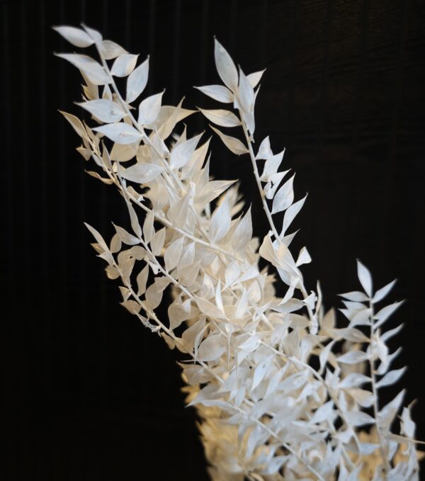 Ruscus lauf, vöndur - Hvít - Image 3