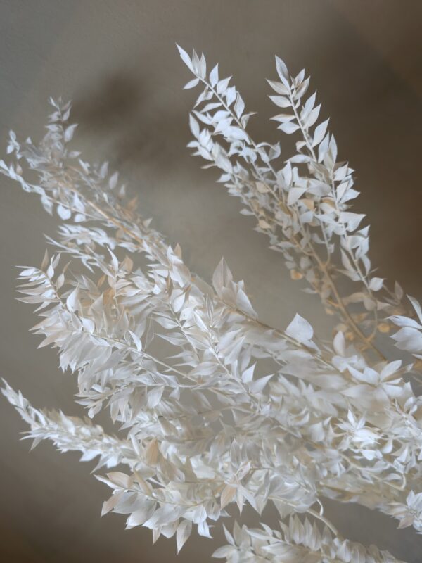 Ruscus lauf, vöndur - Hvít - Image 4