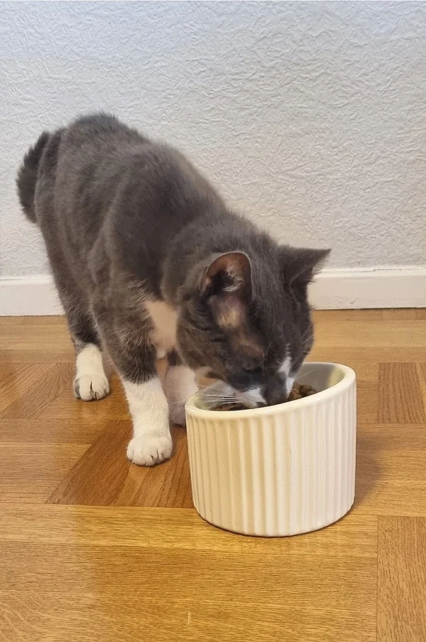 Slurp Hunda/katta fóðurskál
