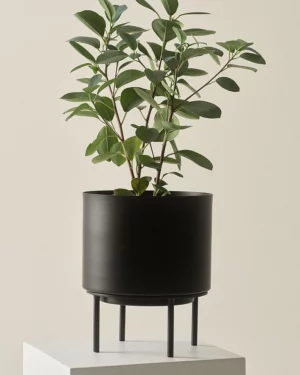 Monique blómapottur- Svartur